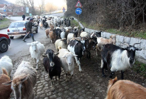 Положителна проба за антракс от с. Брестовене, Разградско