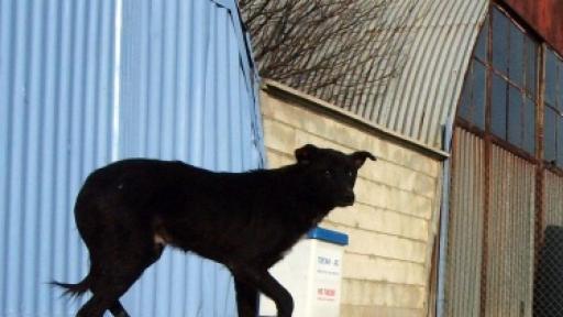  Куче нахапа 6-годишно дете по главата 