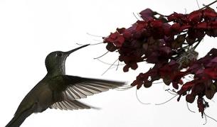 Колибритата често свиват гнездата си на шумни места, за да се предпазят от неприятели