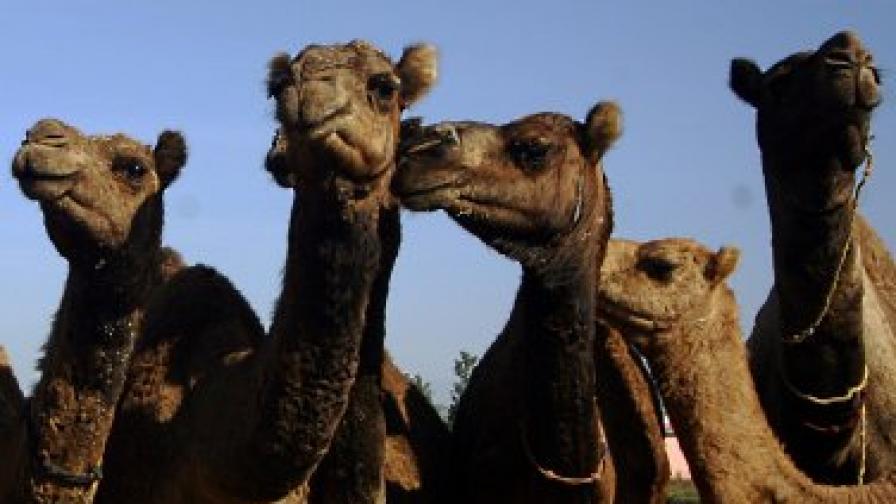 В Холандия отглеждат... камили