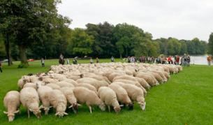 Овцата Доли се прероди 