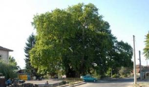 Чинарът от Гърмен участва в европейски конкурс