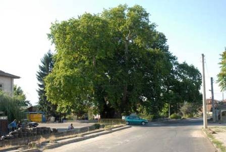 Чинарът от Гърмен участва в европейски конкурс