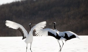 Животинският секс на изложба