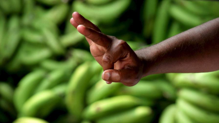 Банановите кори чистят водата от тежки метали
