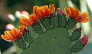 Освен традиционното многоцветие на колекциите от едногодишни летни цветя, ботаниците показват в Балчик  и кът със зимоустойчиви кактуси и сукуленти