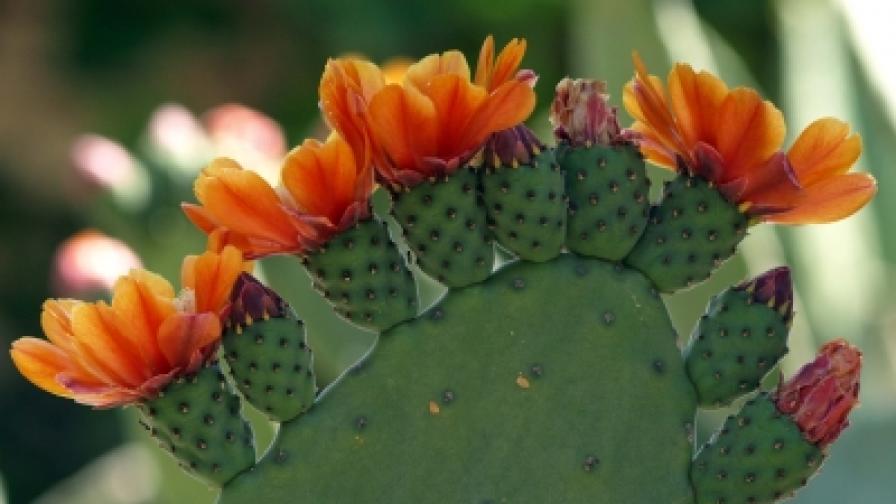 Освен традиционното многоцветие на колекциите от едногодишни летни цветя, ботаниците показват в Балчик  и кът със зимоустойчиви кактуси и сукуленти