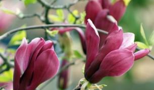 Правителството сложи край на кавгата за Ботаническата градина в Балчик