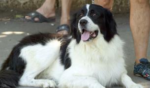 Нови строги правила за домашните кучета