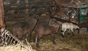 Пращат снайперисти срещу дивеч с шап в Странджа