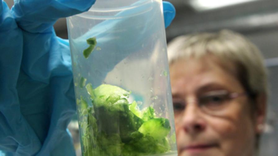 Германия: Броят на заразените от краставици ще расте