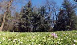 Тази година на 5 юни - с респект и грижа за горите