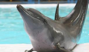 Чудодейното зарастване на рани при делфините