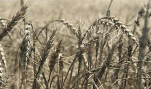 Ще изнасяме зърно за Йордания