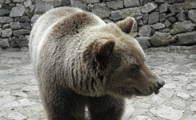 Нападната от мечка осъди МОСВ за 50 хил. лв.