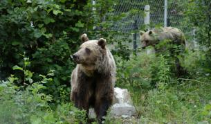 Нов бизнес у нас: Наблюдение на мечки