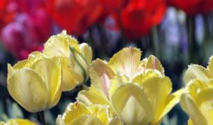 Румъния: Не водим "война на лалетата" с Холандия