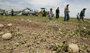 Найденов: У нас не се внасят пъпеши от САЩ