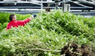 50% от американците са за легализиране на марихуаната