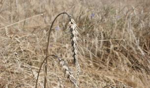 Дългите студени периоди бавят пшеницата у нас