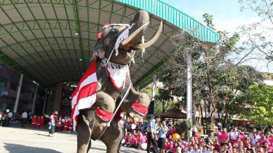 В Тайланд Рудолф е... слон 