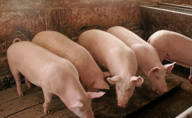 Свинска мас вкусна и на 64 години