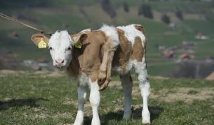 Теленце с шест крака - сензация в Швейцария