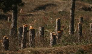 До 50 хил. лева глоба за изсечени дървета до Южния парк