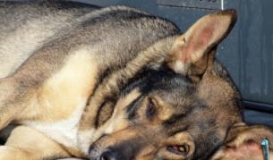 По нов начин ще определят агресивните кучета