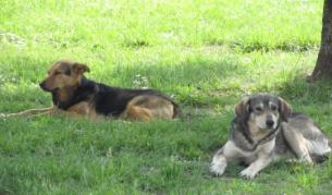 Община Перник плаща 16 800 лв. на ухапани от безстопанствени кучета