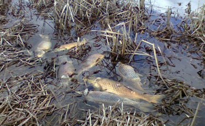 Тонове мъртва риба изплува в радомирски резерват