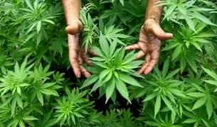 Албанската полиция залови два тона марихуана