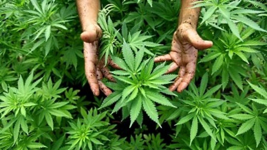 Албанската полиция залови два тона марихуана
