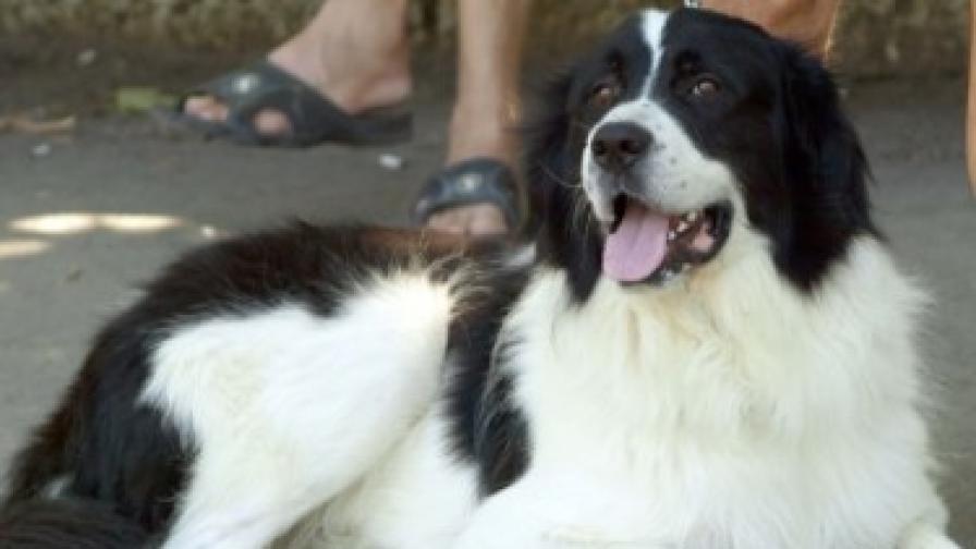 ЕК одобри помощ за българските овчарски кучета