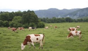 Кабинетът реши водата в айряна да е до 50%