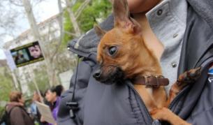 Нови проверки за регистрация на домашните кучета