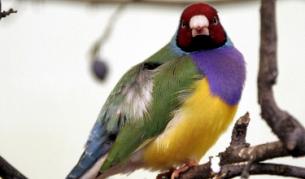 Гулдовата амадина