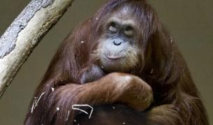 14-дневна и други странни бременности