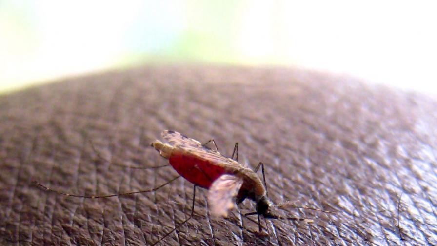 Двама с малария за пръв път от 17 години насам