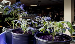 Гръцки затворници отглеждали канабис в столовата на затвора