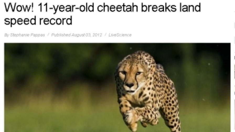 Гепард тича доста по-бързо от Болт
