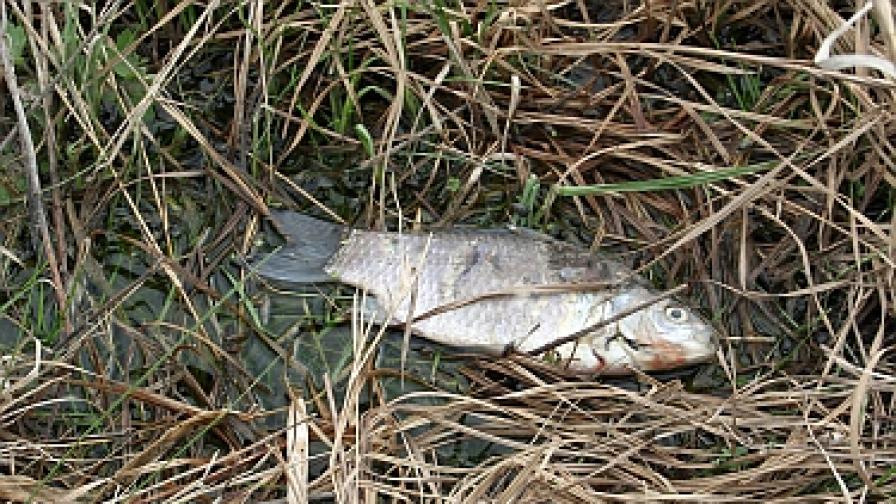 Мъртва риба от язовир мирише чак в близкото село