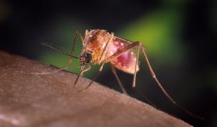 За пръв път западнонилска треска в Сърбия