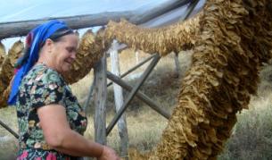 Производители: Без тютюна може да се обезлюдят цели райони