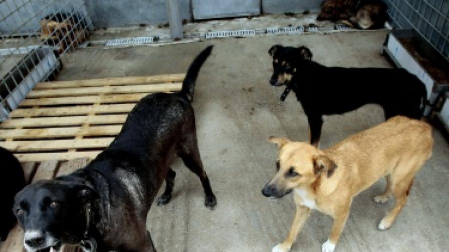 Кучета нахапаха и убиха жена в Симитли