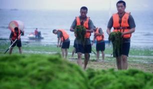 Китайци разчистват огромно количество морски водорасли в източната провинция Шандонг