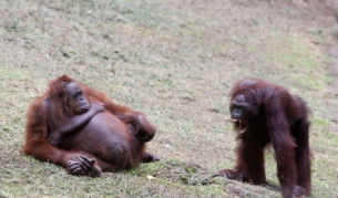 Орангутани в зоопарк в Индонезия