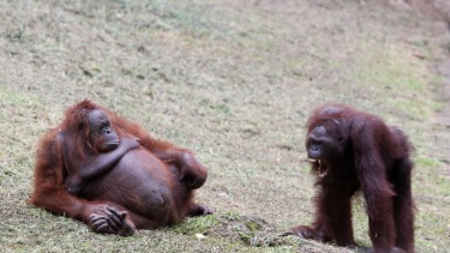 Орангутани в зоопарк в Индонезия