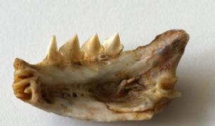 Челюст на пираня