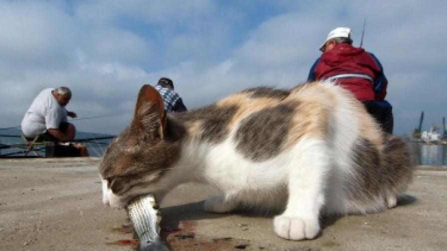 Котка похапва прясно уловена риба дадена и от рибар на кея на Морска гара във Варна